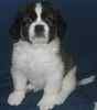 Saint Bernard puppies for sale