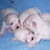 Classified ad for Maltese dogs