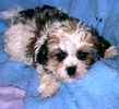 Shih Tzu puppies for sale