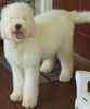 Labradoodle puppies for sale