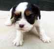 Cavalier King Charles Spaniel pupppies for sale 