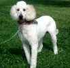 Standard Poodle puppies for sale 