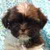 Shih Tzu puppies for sale 