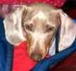 Miniature Dachshund puppies for sale