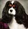 Cavalier King Charles Spaniel puppies for sale