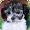 Maltipoo puppies for sale 