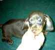 Miniature Dachshund puppies for sale 