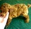 Toy Poodle puppies for sale 