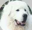Great Pyrenees puppies for sale 