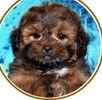 Peekapoo puppies for sale 