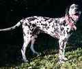Dalmation dogs, puppies
