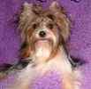 Biewer Yorkshire Terrier (Yorkie) puppies for sale 