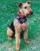 Airedale Terrier puppies for sale