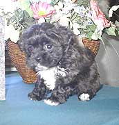 Poodle mix puppies for sale